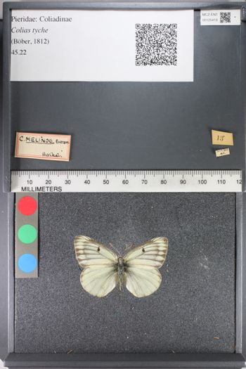 Media type: image;   Entomology 125419